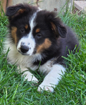 Australian Shepherd <br/>not your typical Australian Shepherd