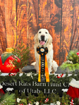 Golden Retriever <br/>English Cream Golden Retriever puppies