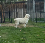 Golden Retriever <br/>English Cream Golden Retriever puppies