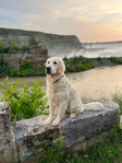 Golden Retriever <br/>English Cream Golden Retriever puppies