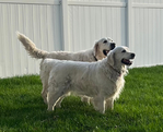 Golden Retriever <br/>English Cream Golden Retriever puppies