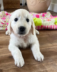 Golden Retriever <br/>English Cream Golden Retriever puppies
