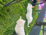 Golden Retriever <br/>English Cream Golden Retriever puppies
