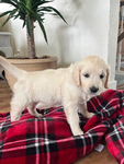 Golden Retriever <br/>English Cream Golden Retriever puppies
