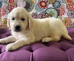 Golden Retriever <br/>English Cream Golden Retriever puppies