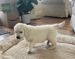 Golden Retriever <br/>English Cream Golden Retriever puppies