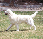 Golden Retriever <br/>English Cream Golden Retriever puppies