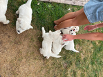 Golden Retriever <br/>English Cream Golden Retriever puppies