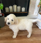 Golden Retriever <br/>English Cream Golden Retriever puppies