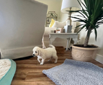 Golden Retriever <br/>English Cream Golden Retriever puppies